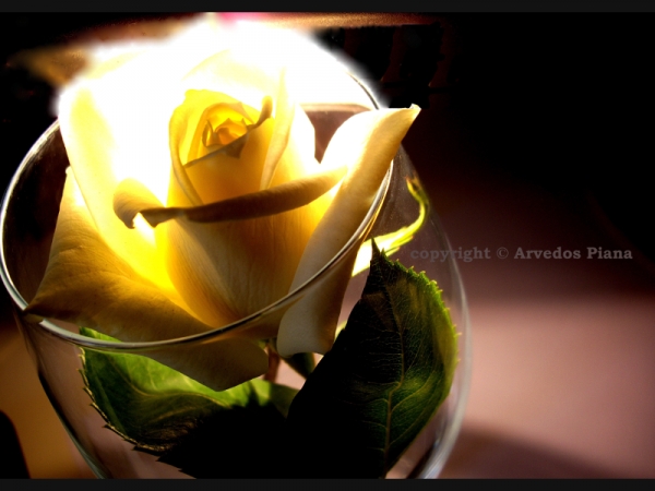 photos - rose in the heart 01